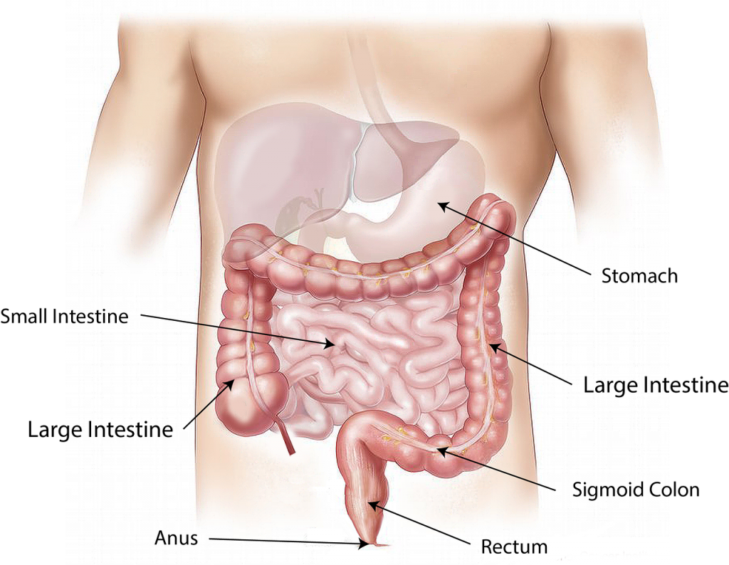 Colon Cleanse to improve digestion