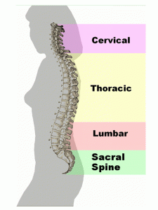 picture of back muscles