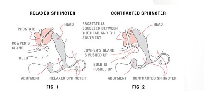 How Prostate massage works